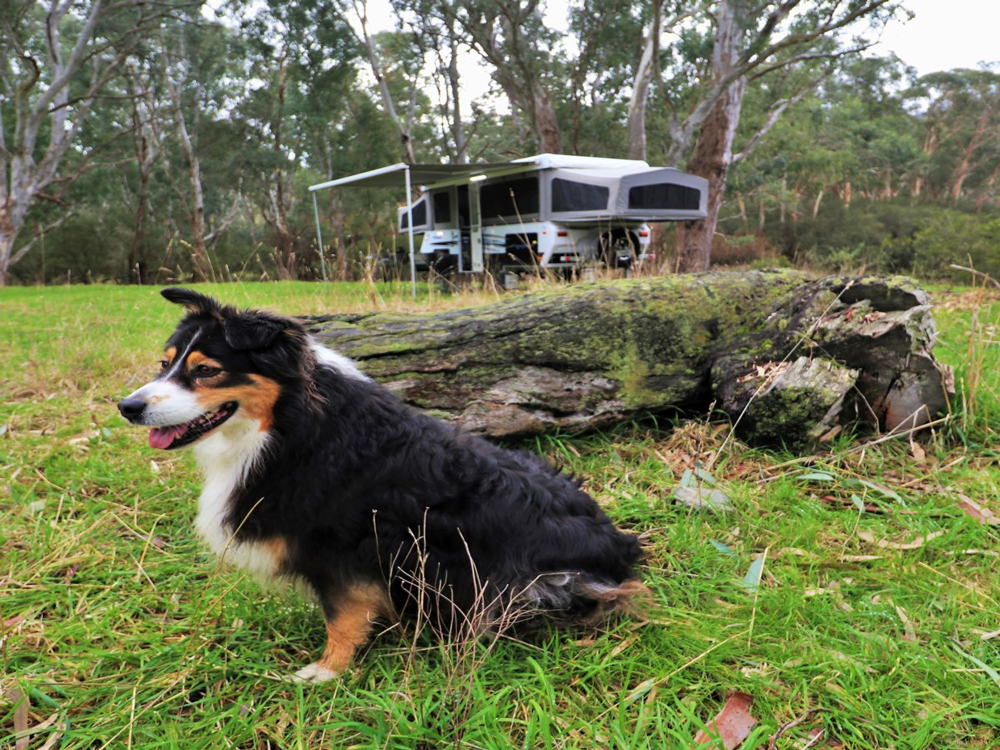 Dog and caravan