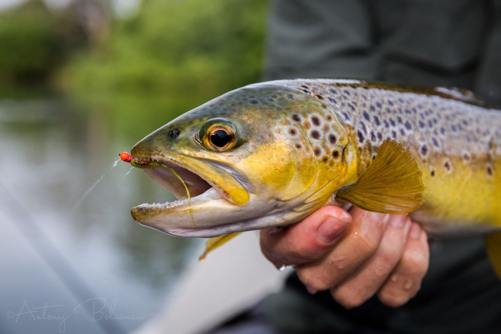 Trout with its mouth open looking at the camera