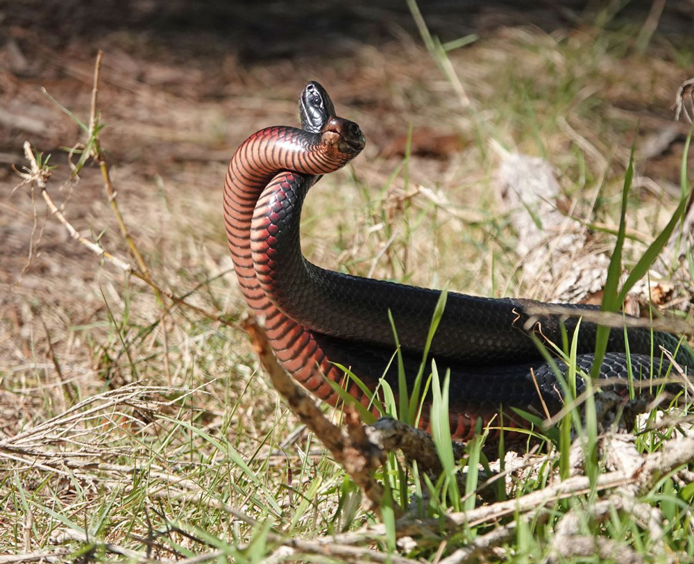 Red belly black snakes - photo by Alison Kuiter