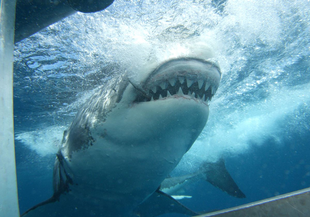 view of a great white shark from under water